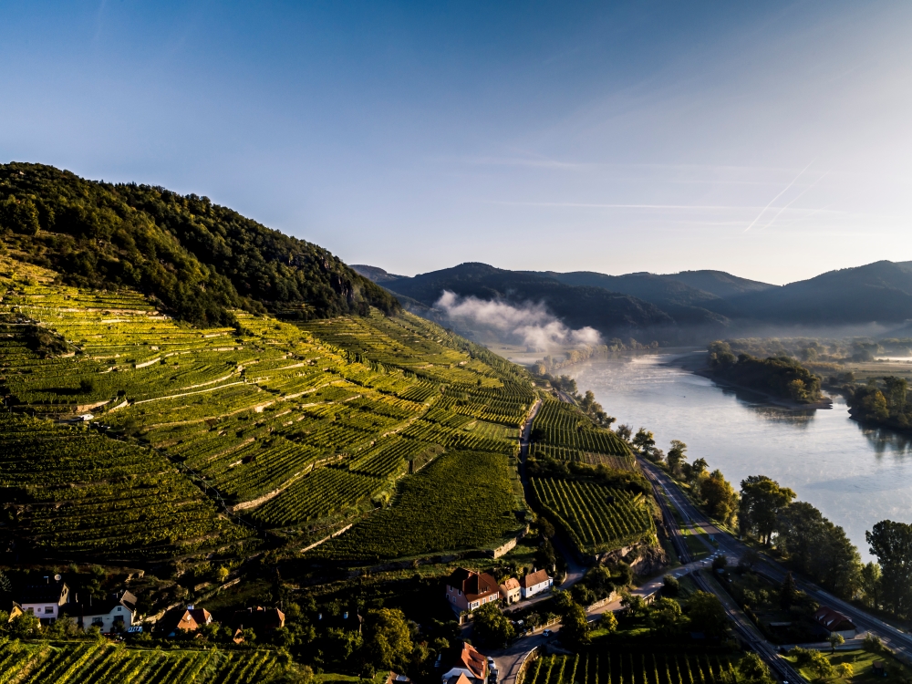 DW_Achleiten(c)Domäne Wachau_Herbst web Bild: Weinberg der Domäne Wachau